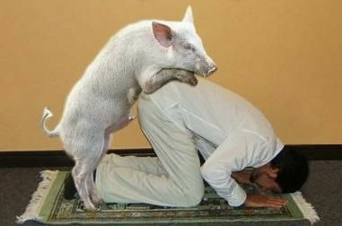 Молящийся мусульманин и свинья (№2717)